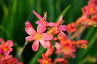 Non gmo orange crocosmia samen