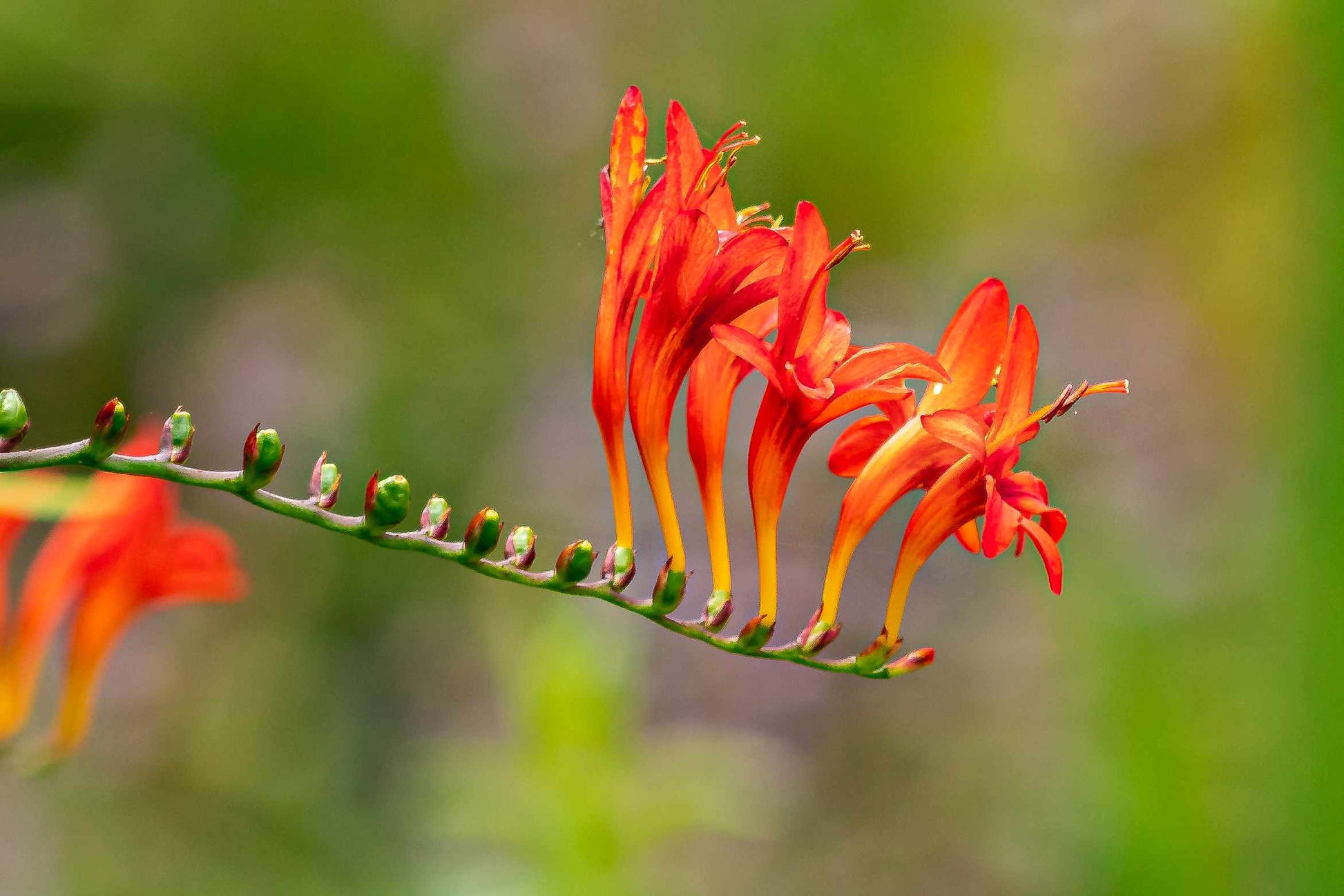Ornamental orange crocosmia flowering pflanze
