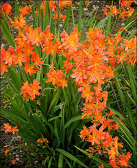 Orange crocosmia in pollinator garten