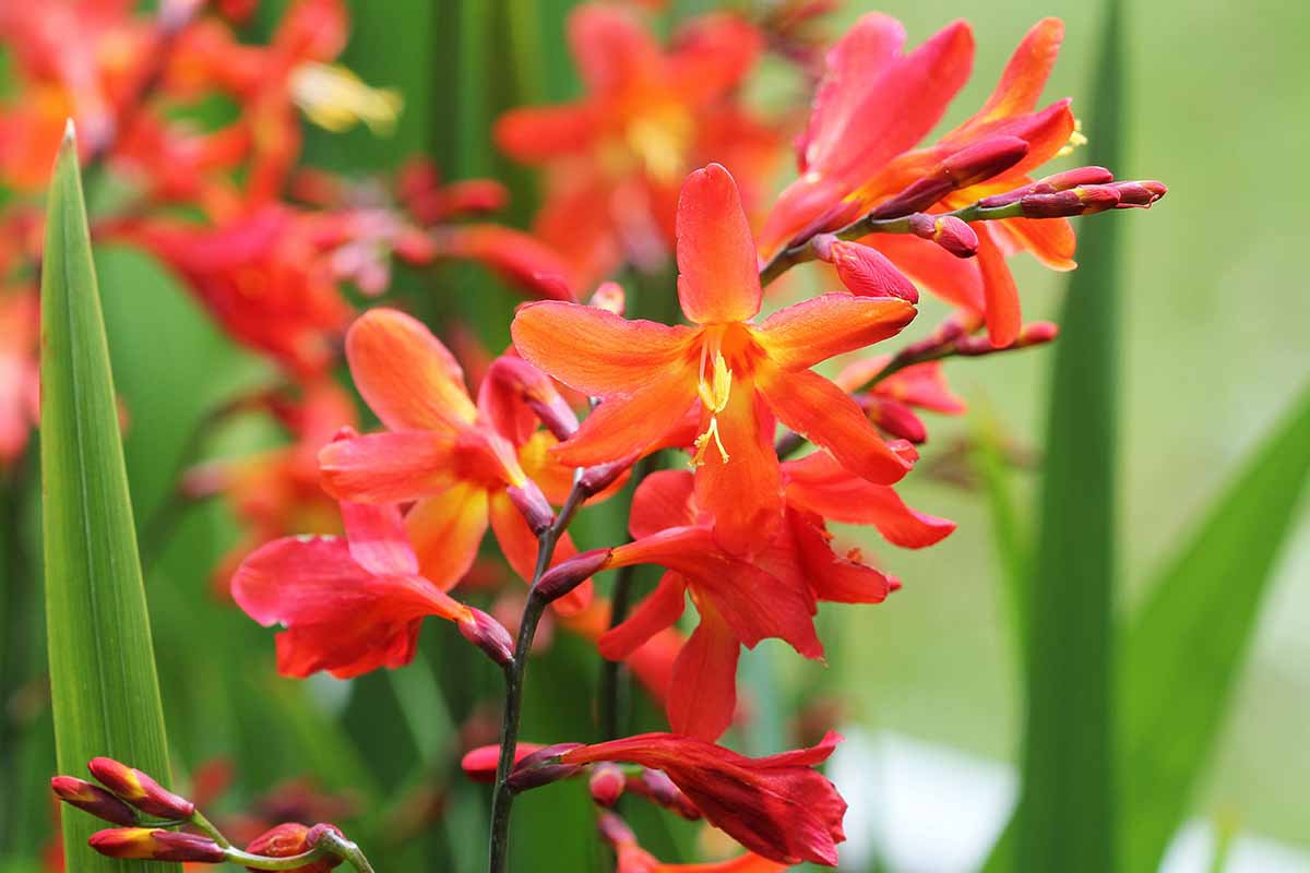 Orange crocosmia samen for anpflanzung