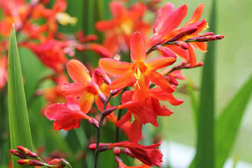 Orange crocosmia samen for anpflanzung