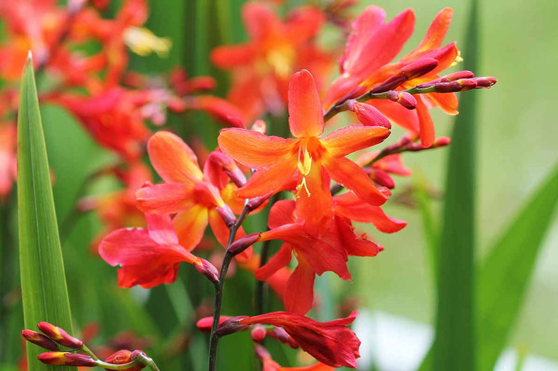 Orange crocosmia samen for anpflanzung