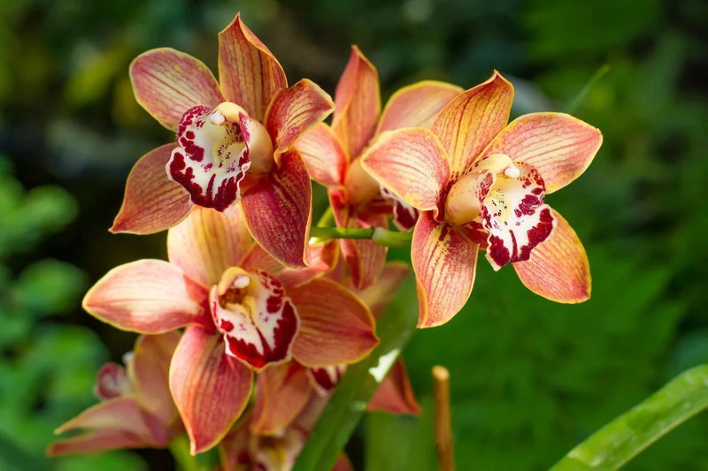Cymbidium Orchidee Blumensamen zur Aussaat Samen Cultivating Blüten Garten