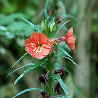 Bright orange evening primrose blumen in bloom