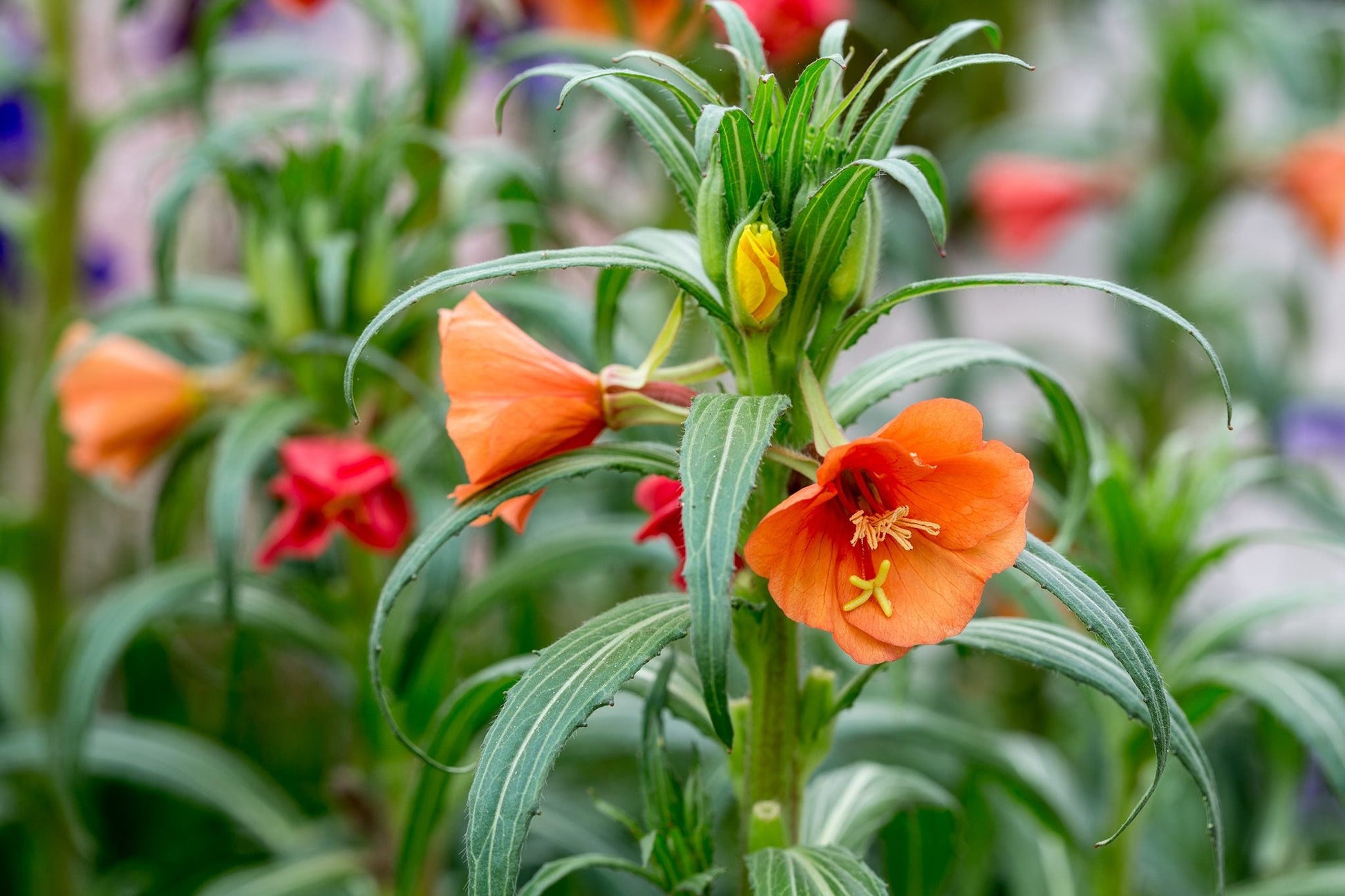 Ornamental evening primrose pflanze with orange blooms