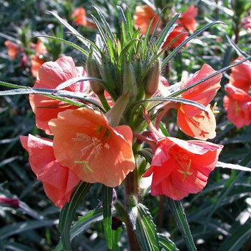 Orange evening primrose blume samen for anpflanzung