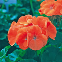 Orange geranium maverick blumen blooming in garten