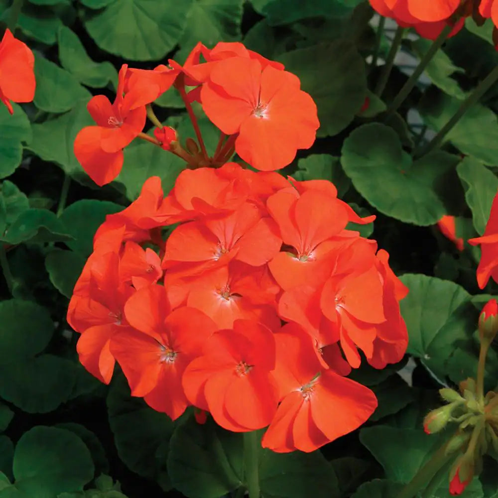 Orange geranium maverick samen for bright summer blooms