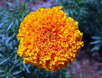 Orange indica blumen blooming in garten