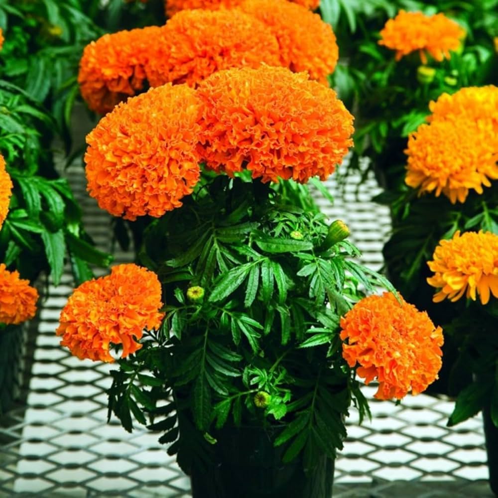 Ornamental orange indica flowering pflanze