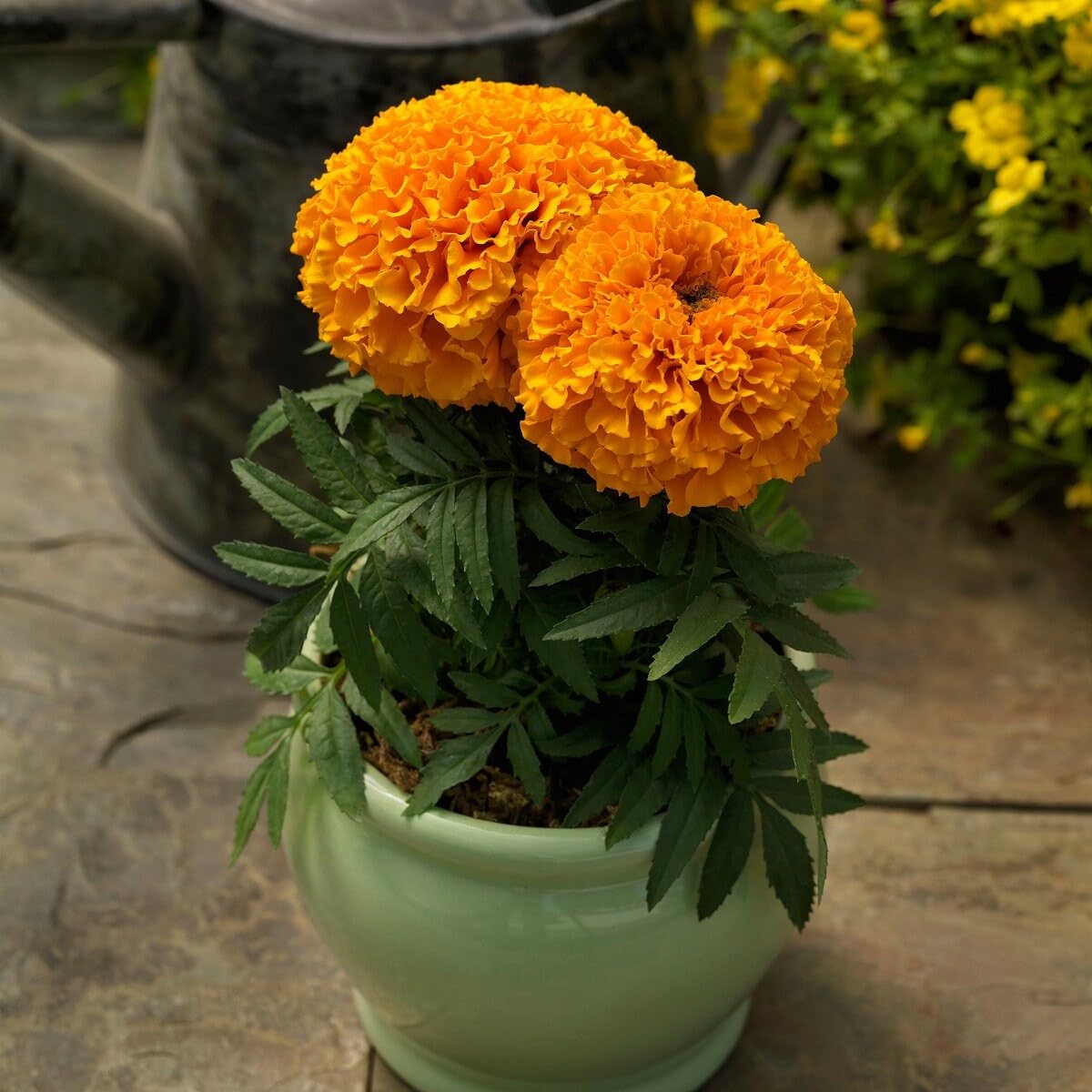 Orange indica in pollinator garten