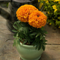 Orange indica in pollinator garten