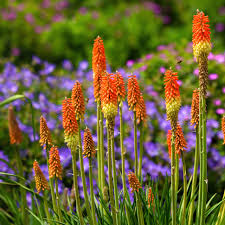 Non-gmo kniphofia samen