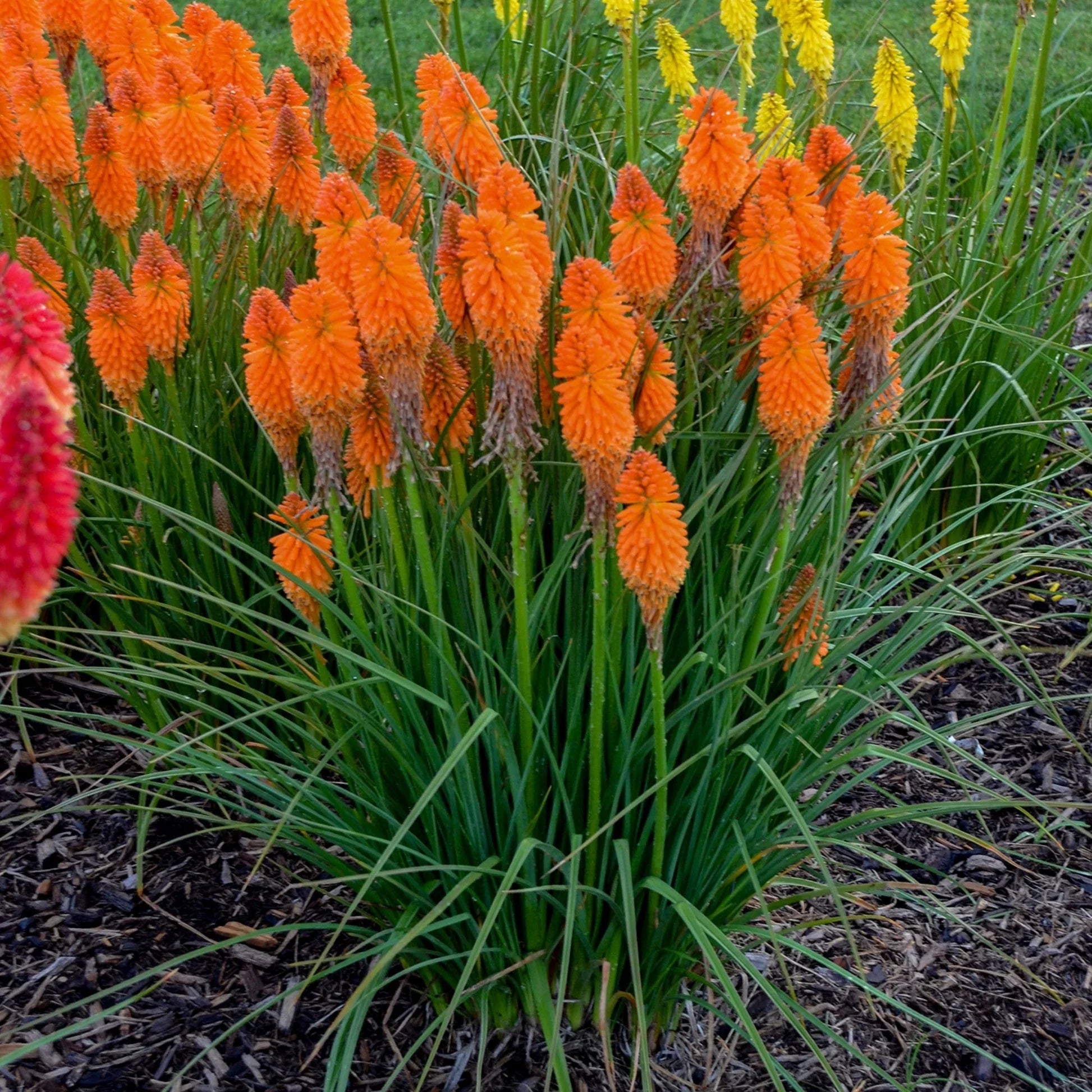 Ornamental kniphofia perennial pflanze