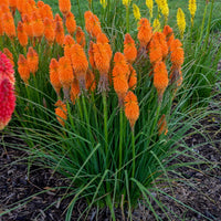 Ornamental kniphofia perennial pflanze