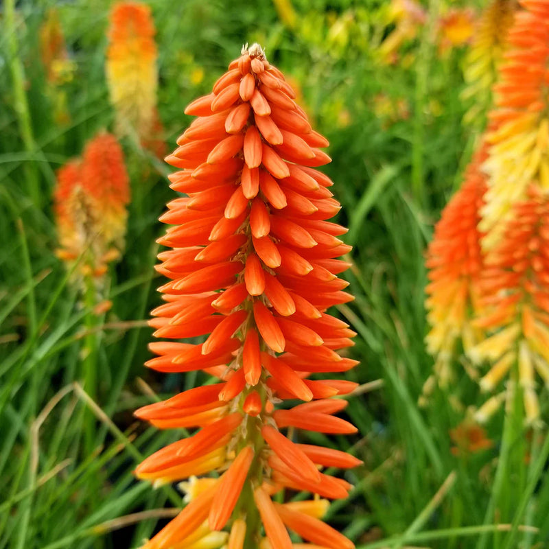 Orange kniphofia (rot hot poker) samen for anpflanzung