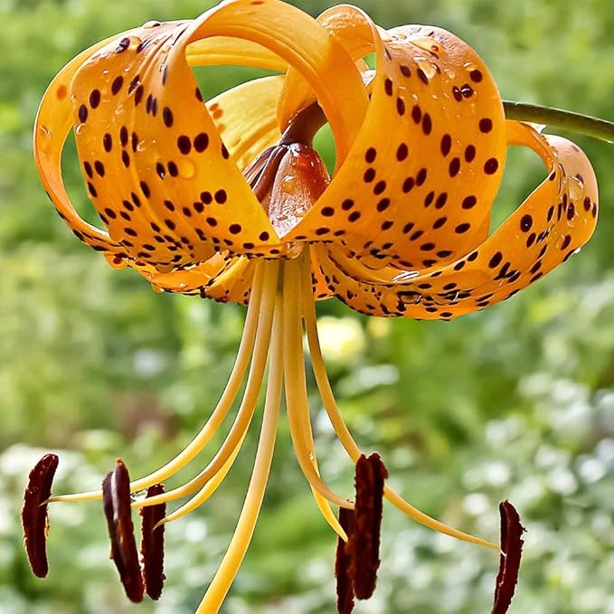 High germination orange lilium superbum samen
