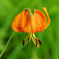 Non gmo orange lilium superbum samen