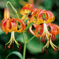 Ornamental orange lilium superbum flowering pflanze