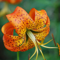 Orange lilium superbum blume samen for garten anpflanzung