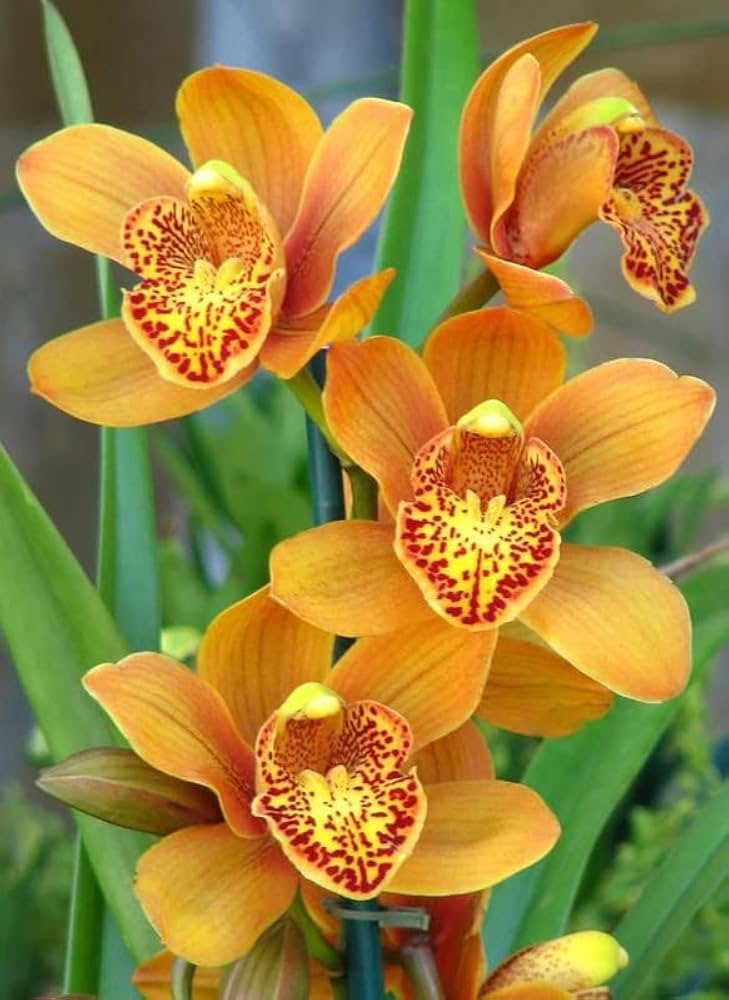 Orange mini orchid indoor potted pflanze