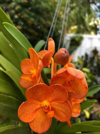 Non gmo orange mini orchid samen