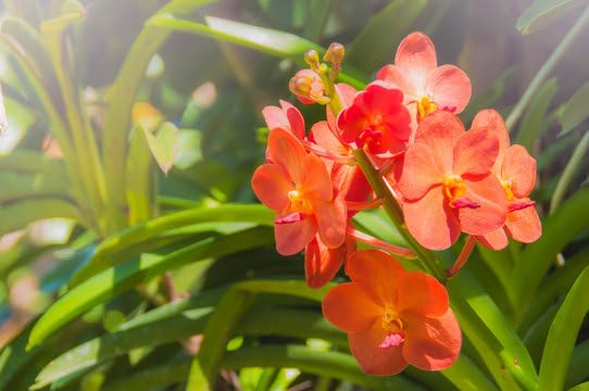 Ornamental orange mini orchid flowering pflanze