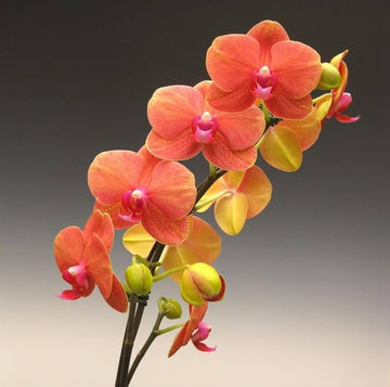 Orange mini orchid blume samen for anpflanzung
