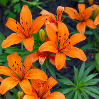 Orange miniata blume samen for anpflanzung