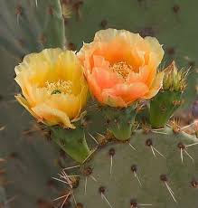 Orange opuntia blume samen for anpflanzung