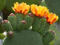 Non gmo orange opuntia samen