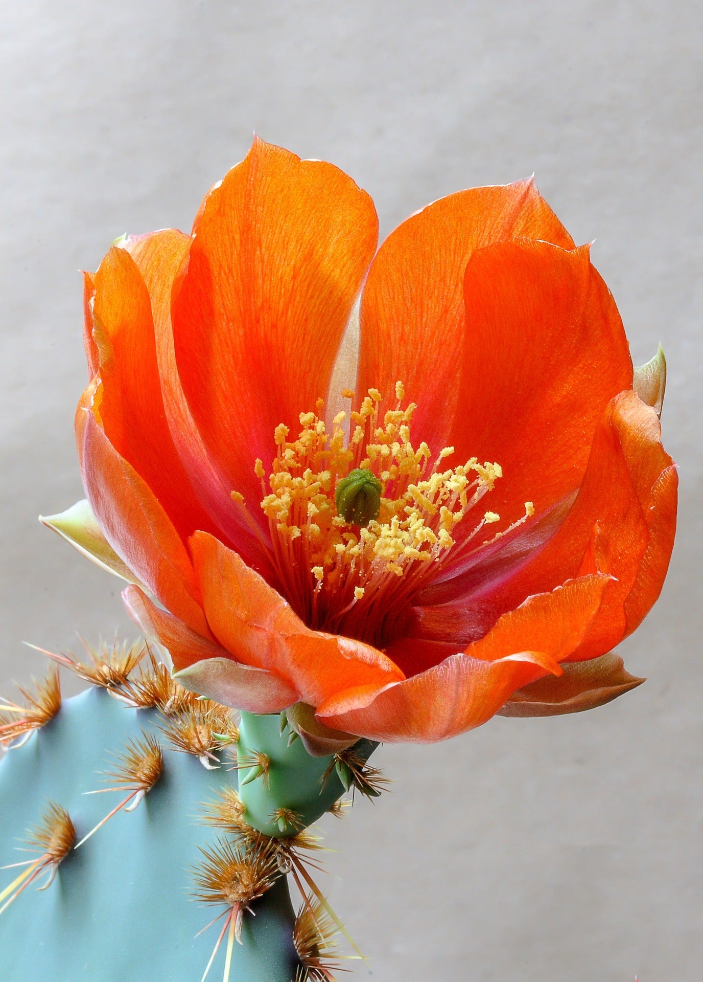Ornamental orange opuntia cactus pflanze