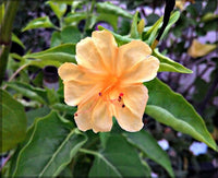 Orange rosa mirabilis evening blooming blumen