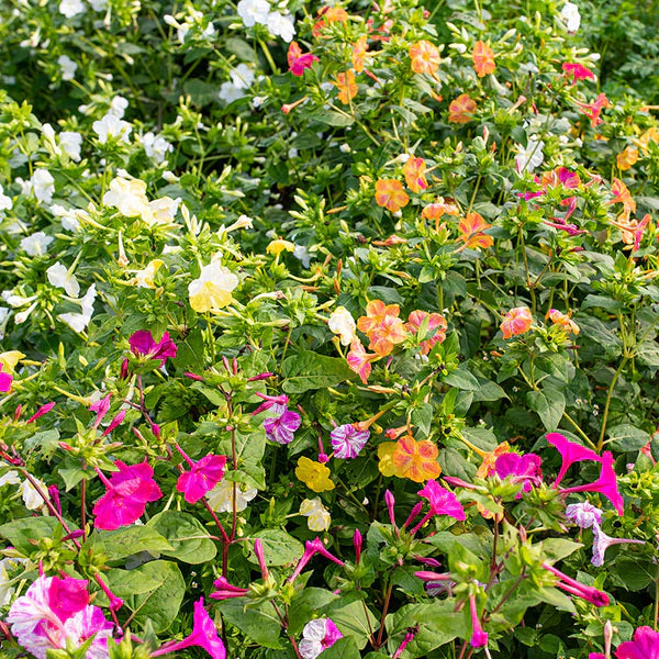 Non gmo orange rosa mirabilis samen