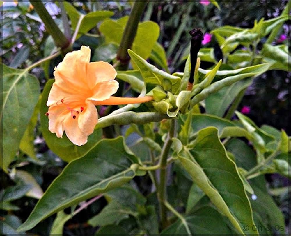 Ornamental orange rosa mirabilis flowering pflanze