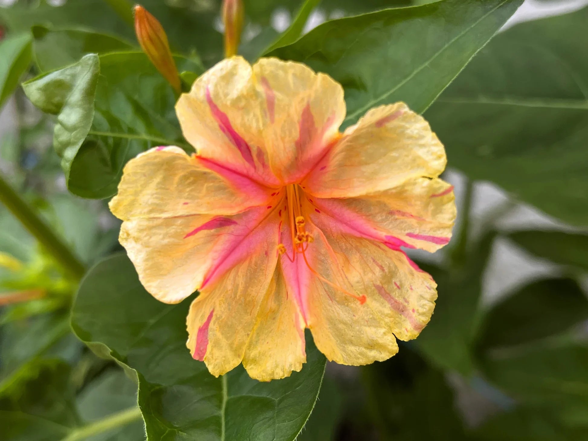 Orange rosa mirabilis blume samen for anpflanzung