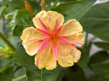 Orange rosa mirabilis blume samen for anpflanzung