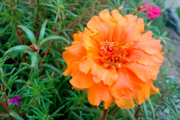 Orange portulaca blume samen for anpflanzung