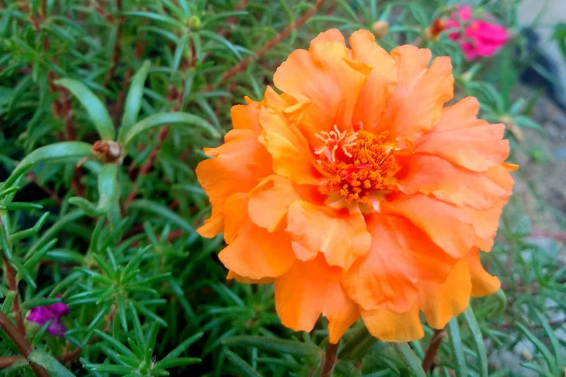 Orange portulaca blume samen for anpflanzung