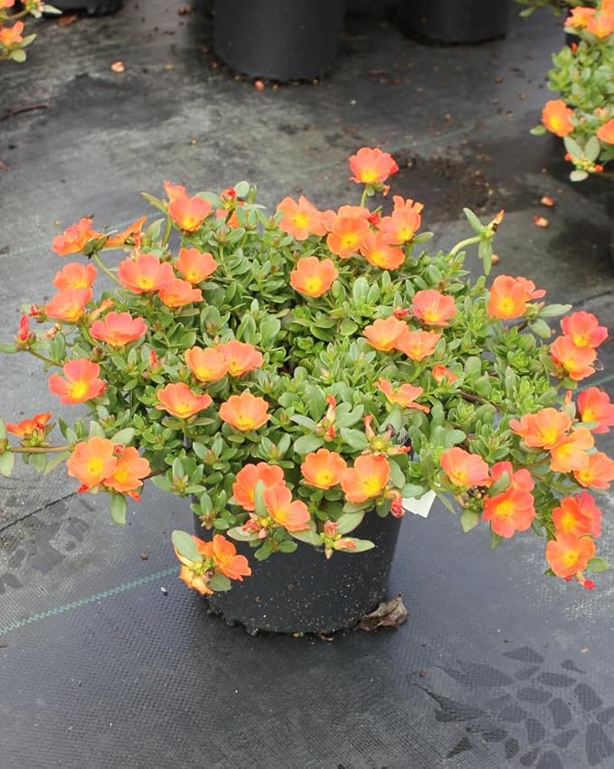 Orange portulaca ground cover pflanze in landscape