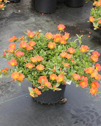 Orange portulaca ground cover pflanze in landscape