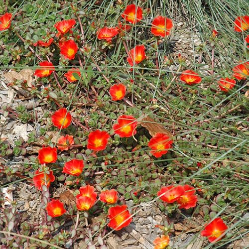 High germination orange portulaca blume samen