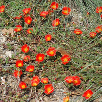 High germination orange portulaca blume samen