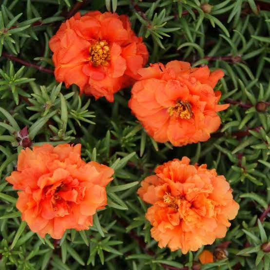 Ornamental orange portulaca flowering pflanze