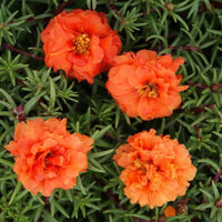 Ornamental orange portulaca flowering pflanze
