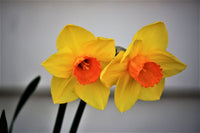 Rot Daffodils Blumensamen zur Aussaat pflegeleicht Traditionssorte & ohne Gentechnik Samen Hausgarten