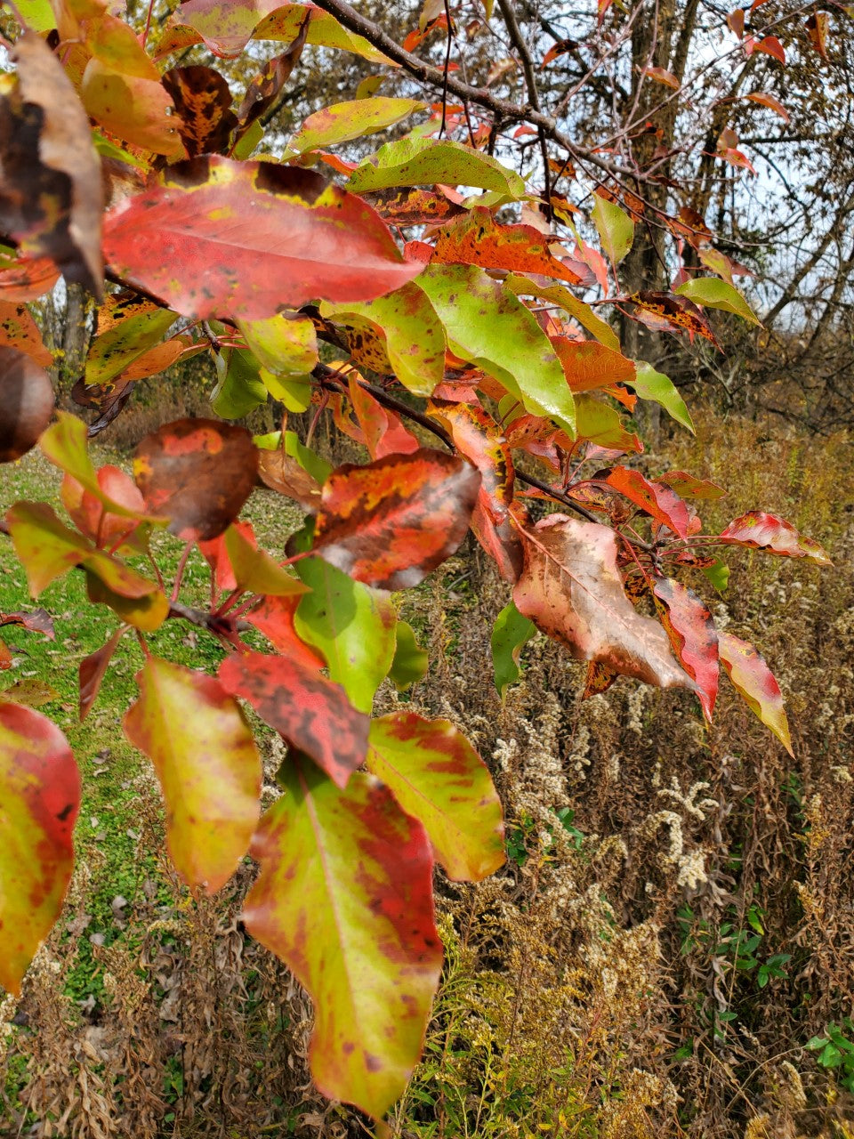 Pyrus calleryana used in avenue anpflanzung