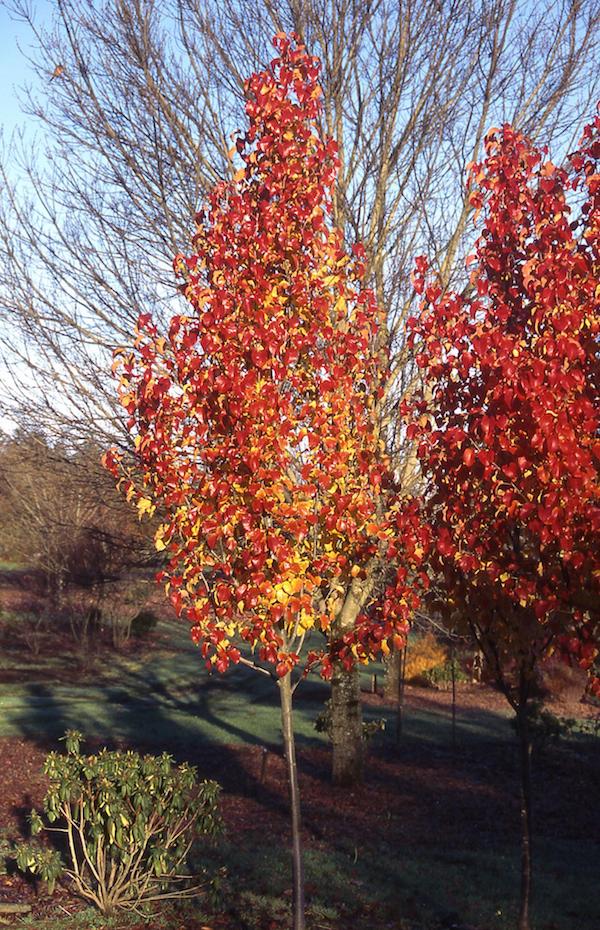 Non gmo orange pyrus calleryana samen