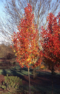 Non gmo orange pyrus calleryana samen