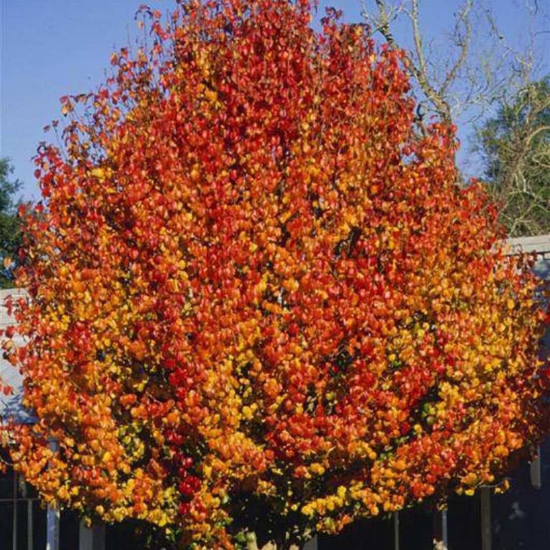 Orange pyrus calleryana tree anpflanzung samen